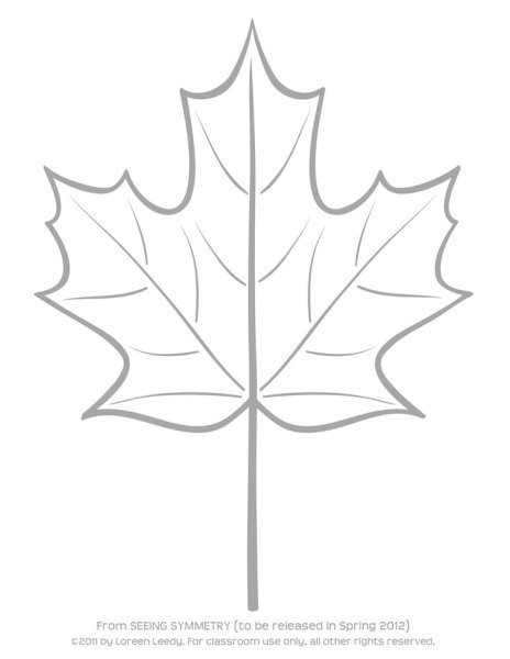 Клен карандашом