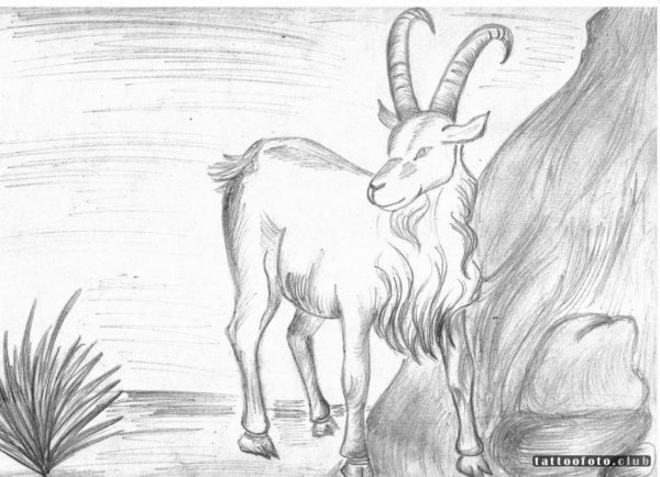 Коза карандашом