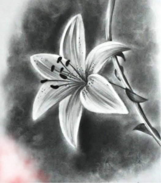 Цветы простым карандашом