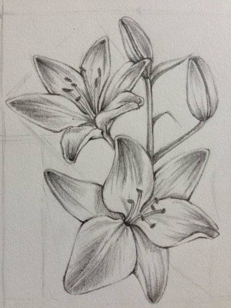 Лилия карандашом