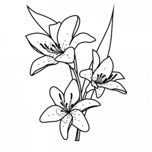 Рисунки лилий для срисовки