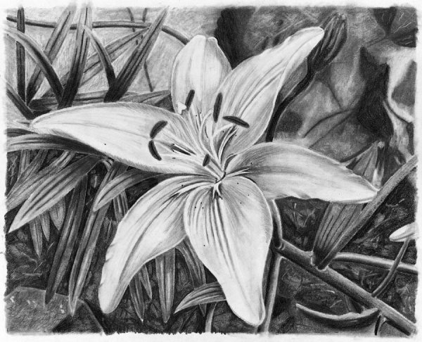 Букет лилий карандашом