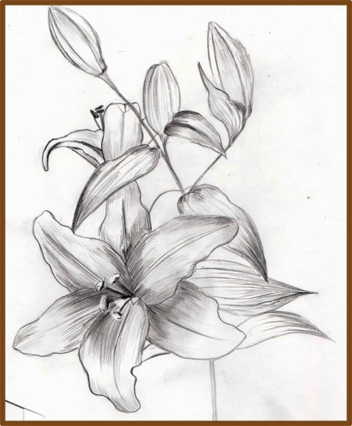 Лилии карандашом