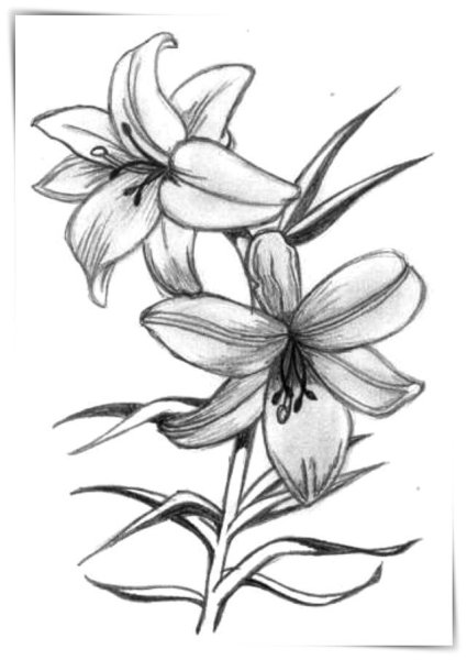 Цветы лилии карандашом