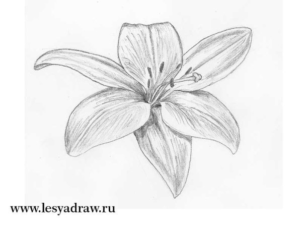 Цветы простым карандашом