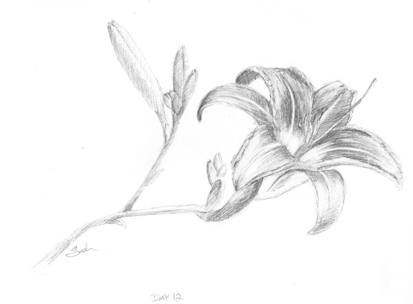 Букет лилий карандашом