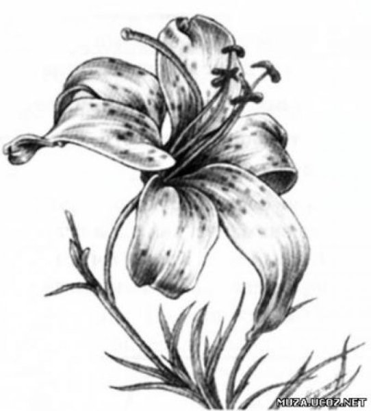 Цветы карандашом