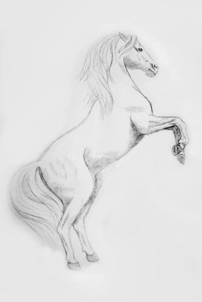 Рисунки лошадей для срисовки