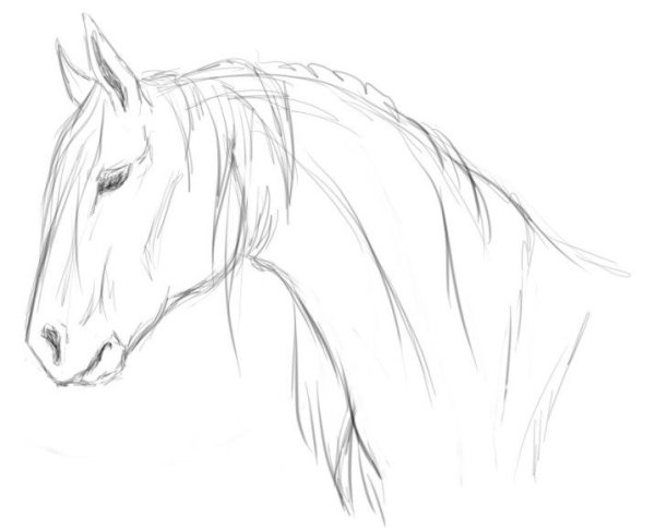Лошадь для срисовки