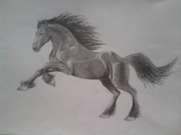 Лошади для срисовки лёгкие и красивые