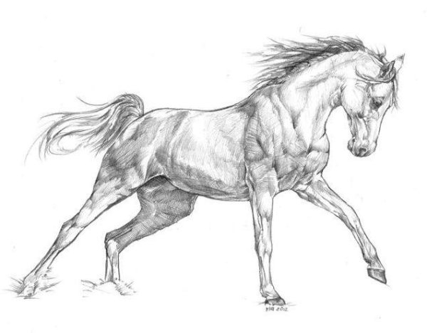 Лошадь карандашом