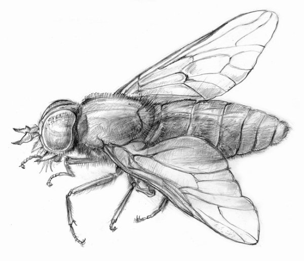 Муха ЦЕЦЕ раскраска