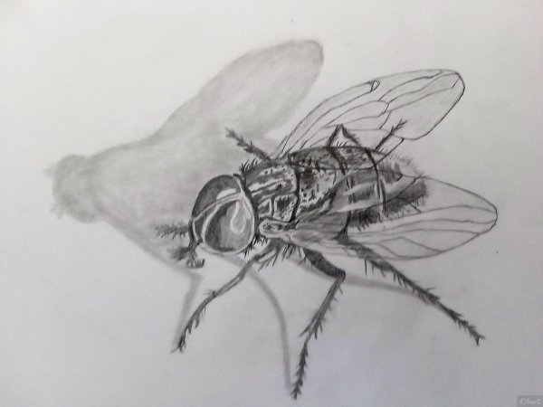 Муха нарисованная карандашом