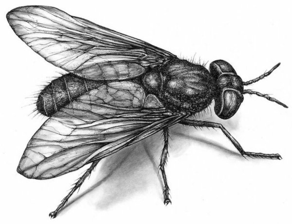 Муха карандашом