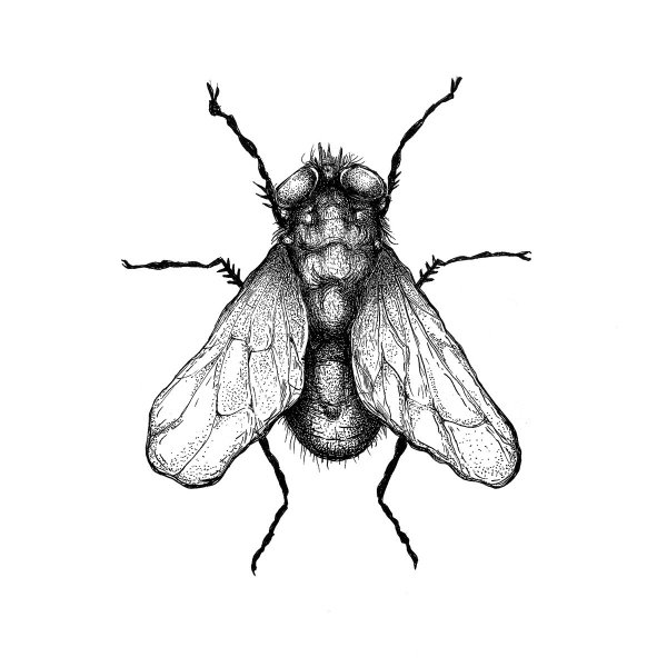 Муха раскраска