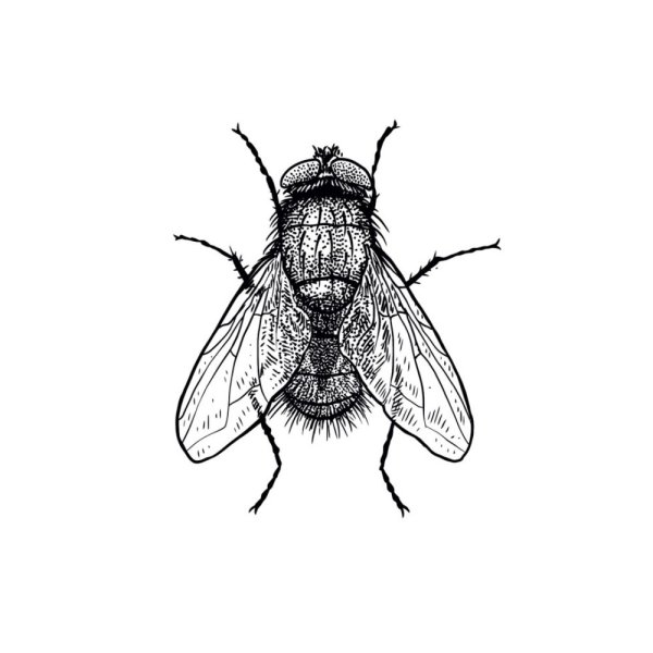 Комар рисунок