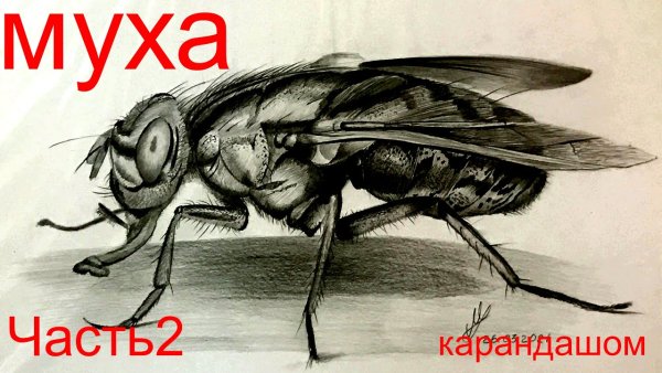 Муха карандашом