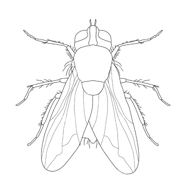 Муха простым карандашом
