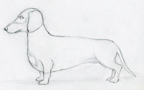 Такса в карандаше сбоку