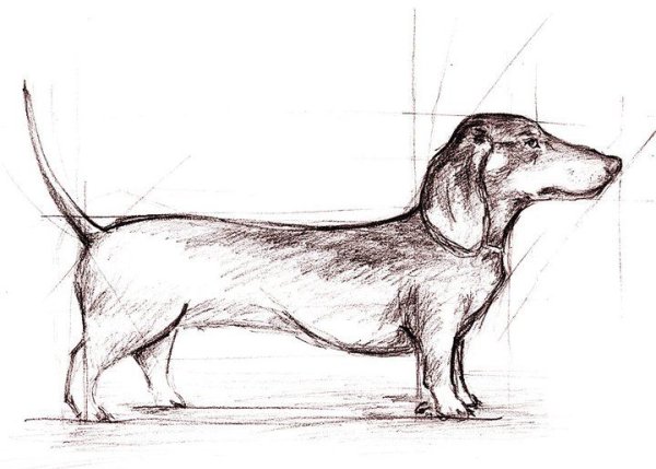 Такса рисунок карандашом