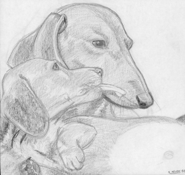 Такса простым карандашом