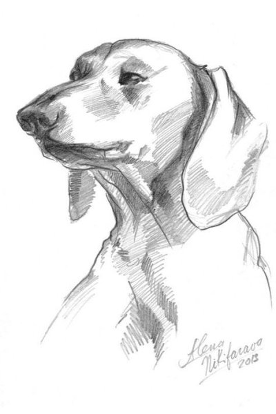 Такса карандашом