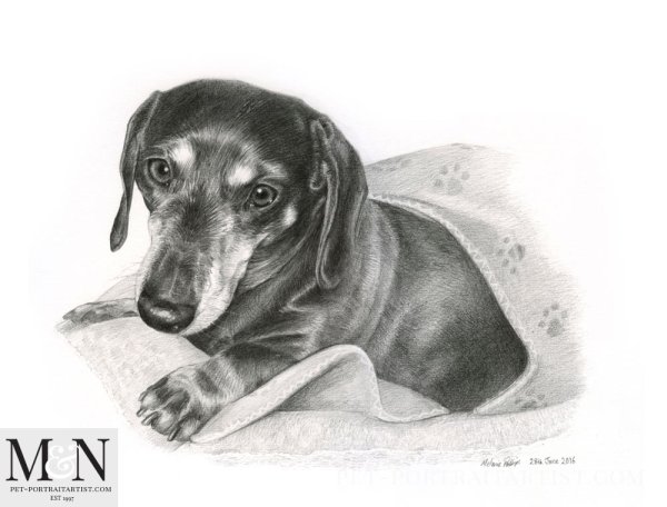 Такса в карандаше сбоку