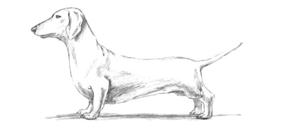 Такса карандашом