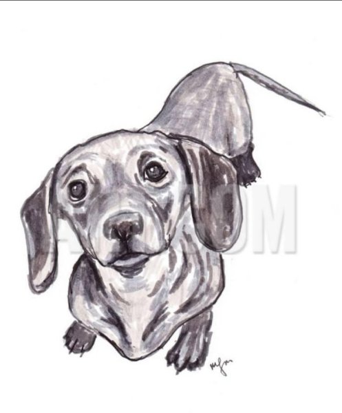 Щенок сбоку контур