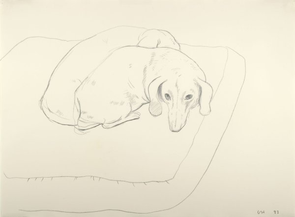 Рисунок таксы карандашом для срисовки