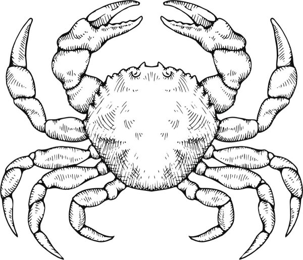 Краб карандашом