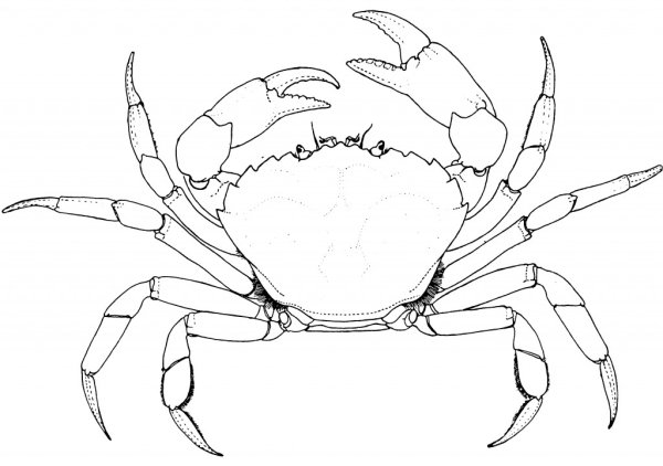 Краб Королевский снизу
