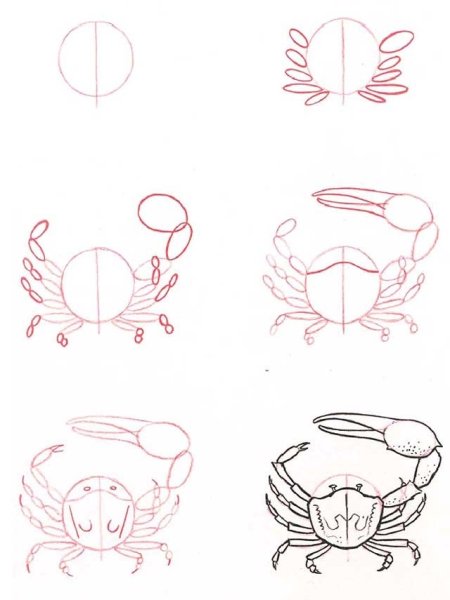Поэтапное рисование краба