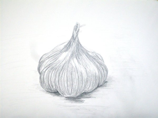 Чеснок карандашом