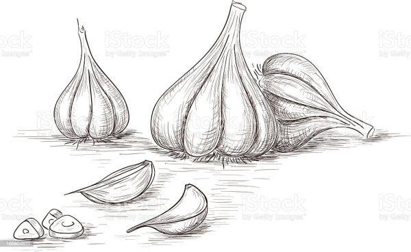 Долька чеснока карандашом