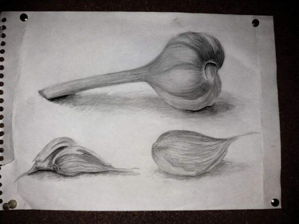 Чеснок карандашом