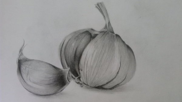 Чеснок рисунок карандашом