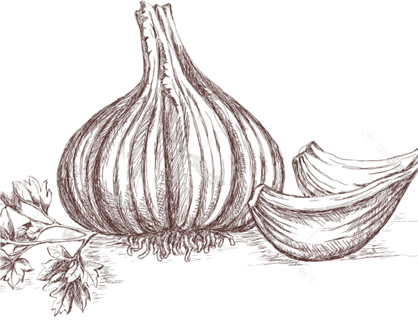 Чеснок карандашом