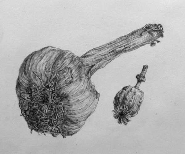 Чеснок рисунок карандашом