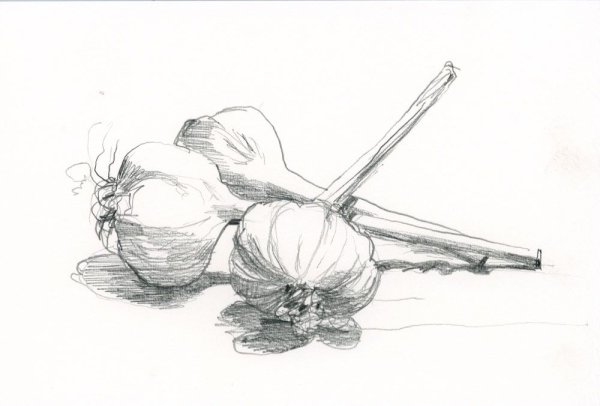 Чеснок рисунок