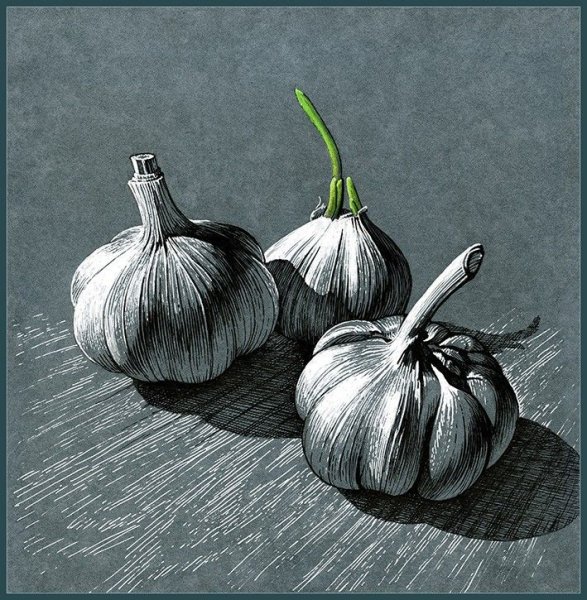 Чеснок карандашом