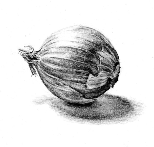 Луковица карандашом