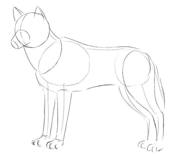 Схема рисования волка