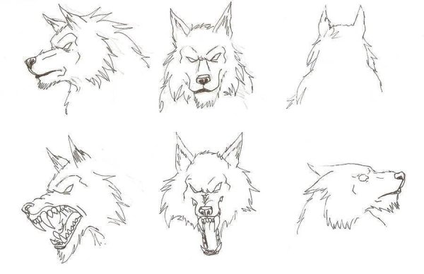 Как рисовать волка