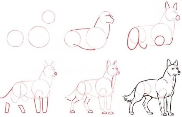 Как нарисовать волка карандашом поэтапно для начинающих детей
