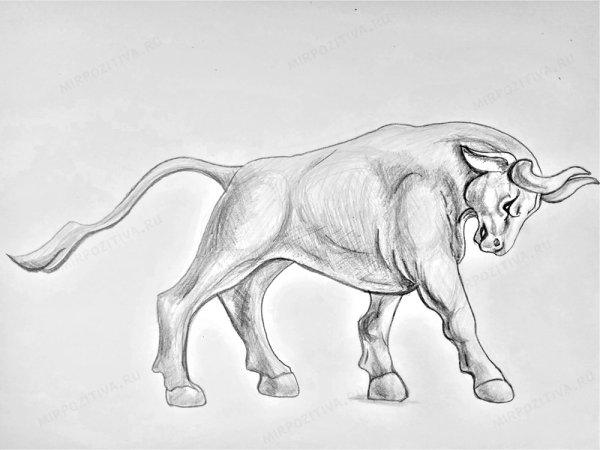 Рисунок быка для срисовки