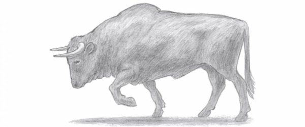 Бык простым карандашом
