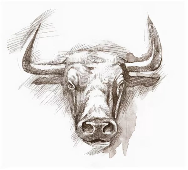 Бык чёрно белый