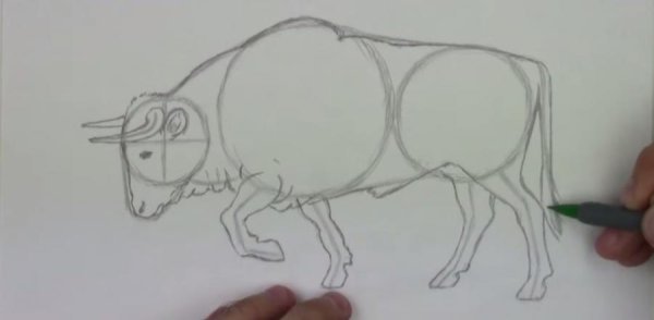 Нарисовать быка поэтапно