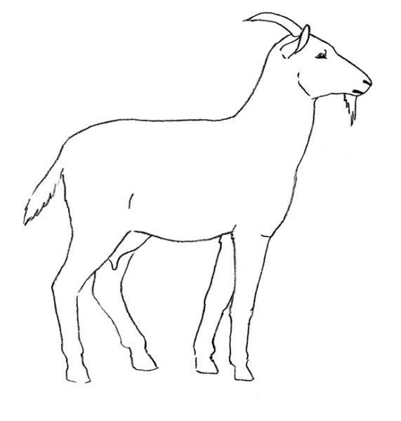 Нарисовать козу